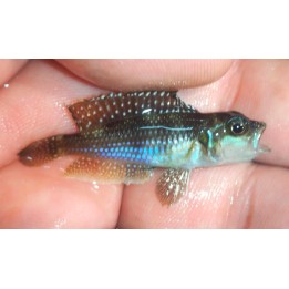 Neolamprologus meleagris Kavala, Elevage France Cichlidés Tanganyika