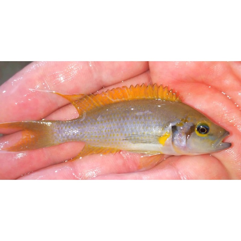 Neolamprologus pulcher Kantalamba daffodil F1 Cichlidés Tanganyika