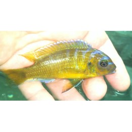 Metriaclima sp.zebra gold Mwafufu avec femelles classiques sauvage