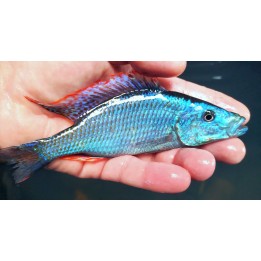 Dimidiochromis compressiceps Chizumulu Gold – cichlidé Malawi bleu 11-14 cm