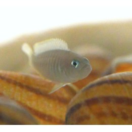 Neolamprologus multifasciatus 2-3 cm | NeoTropic