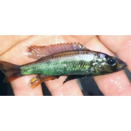 Haplochromis thereuterion Rare 4-6 cm – Lake Victoria | NeoTropic