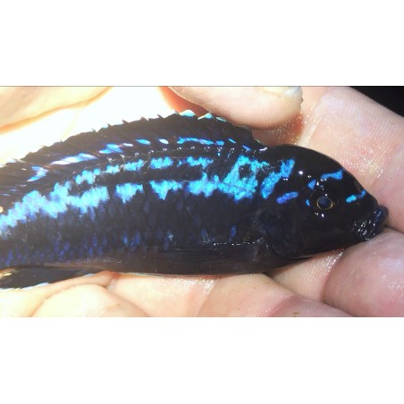 Pseudotropheus interruptus Chiwi rocks F2 8-10cm élevage Malawi