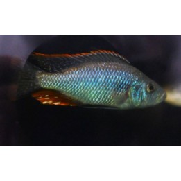 Dimidiochromis strigatus – cichlidé prédateur du lac Malawi 10-12 cm
