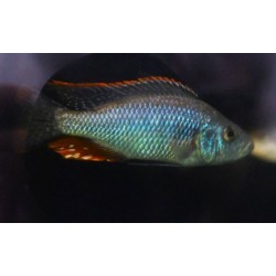 Dimidiochromis strigatus 10-12cm