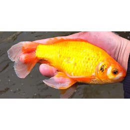 Poisson jaune doré - Carassius