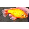 Poisson jaune doré (Carassius) 6-9cm