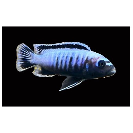 Metriaclima sp.msobo heteropictus Tumbi F1 élevage