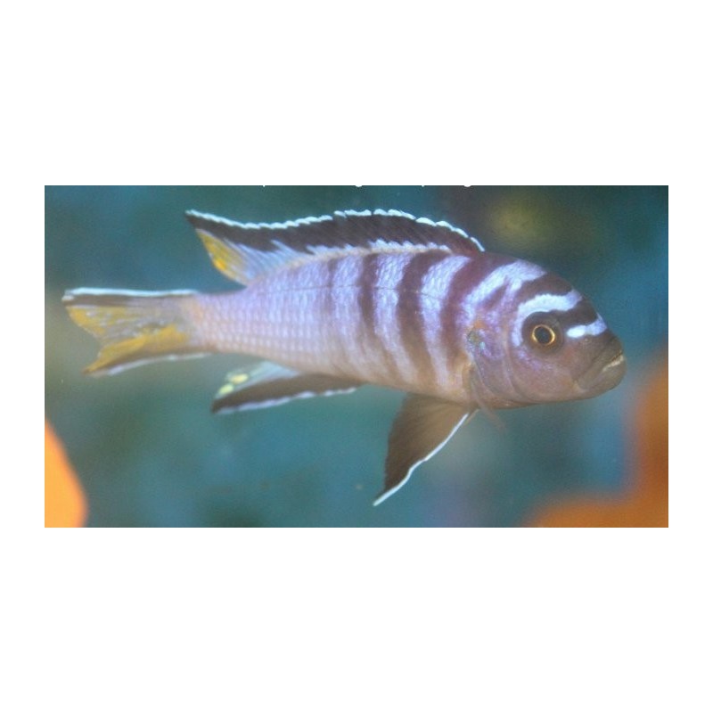 Pseudotropheus sp.elongatus Mphanga rocks 5-7cm élevage Malawi