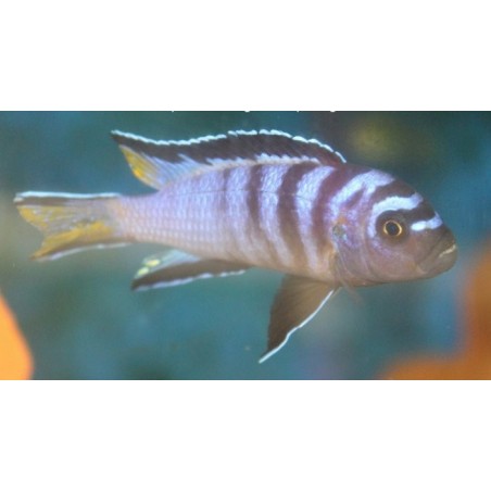 Pseudotropheus sp.elongatus Mphanga rocks 5-7cm élevage Malawi