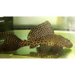 Glyptoperichthys gibbiceps (plco lopard)  20-25cm