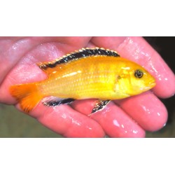 Labidochromis caeruleus Kakusa 4-6 cm – Cichlidé Malawi