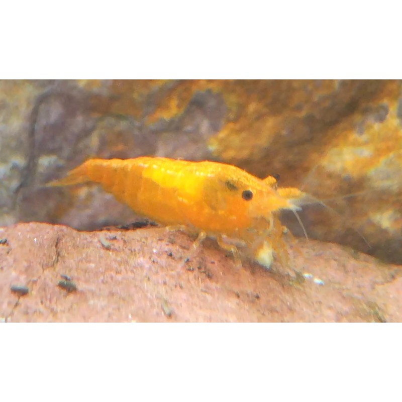 caridina davidi heteropoda orange mandarine, crevette bleue Nano aqua