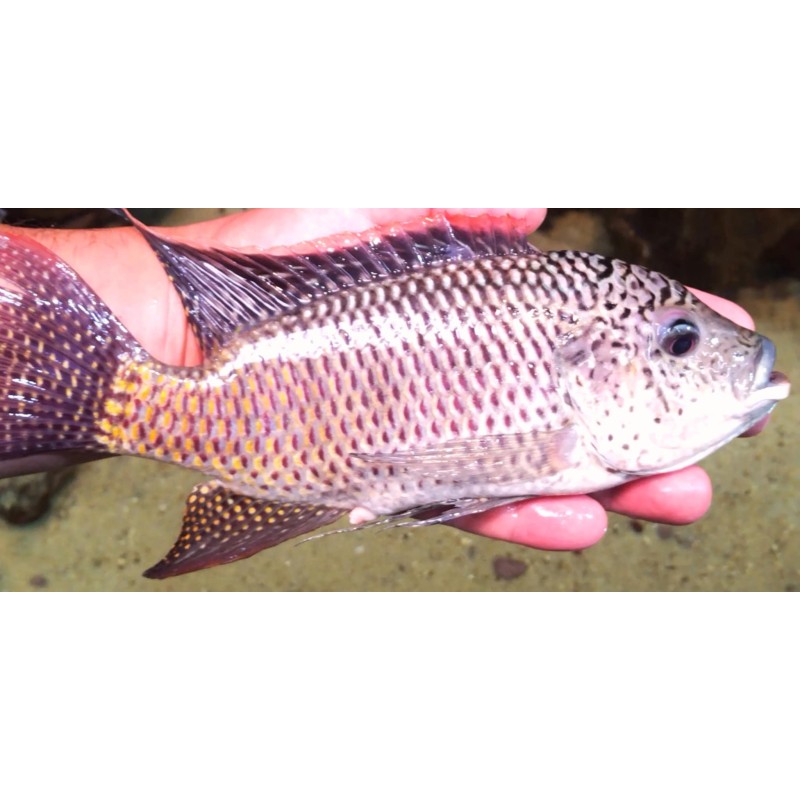 Oreochromis schwebischi 7-10cm