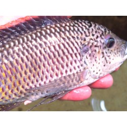 Oreochromis schwebischi 7-10cm