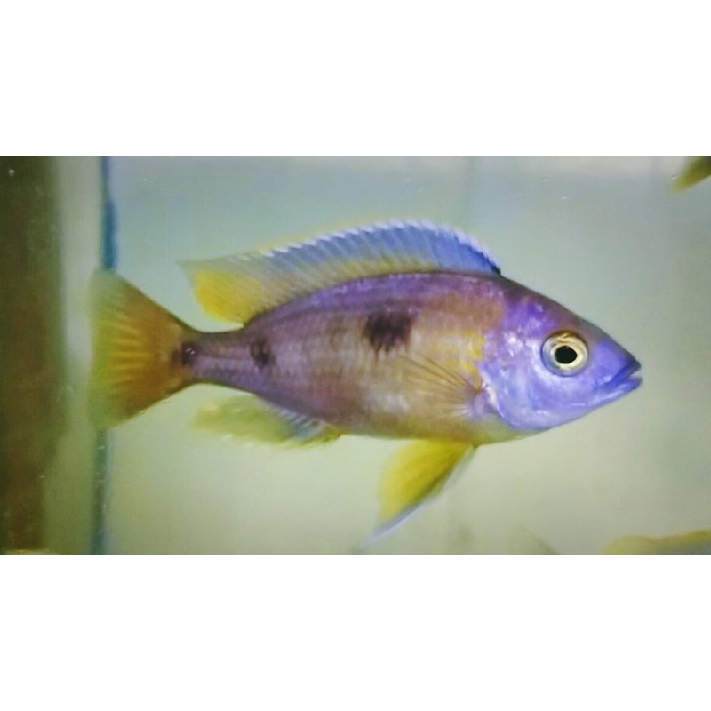 Copadichromis aborleyi Nkhomo 8-10cm élevage