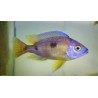 Copadichromis aborleyi Nkhomo 8-10cm élevage