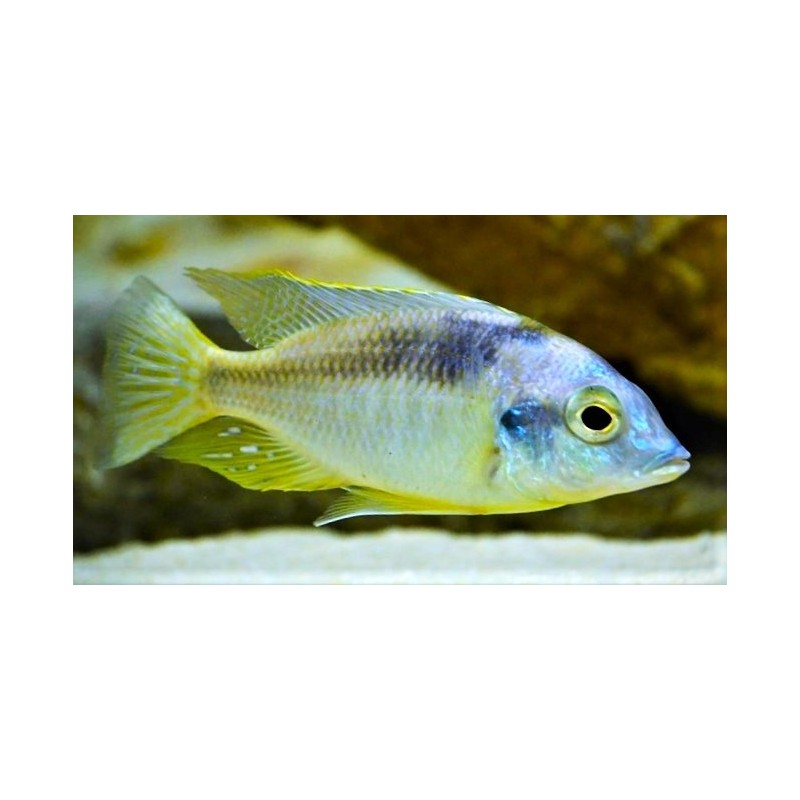 Mylochromis incola Mbenji Elevage