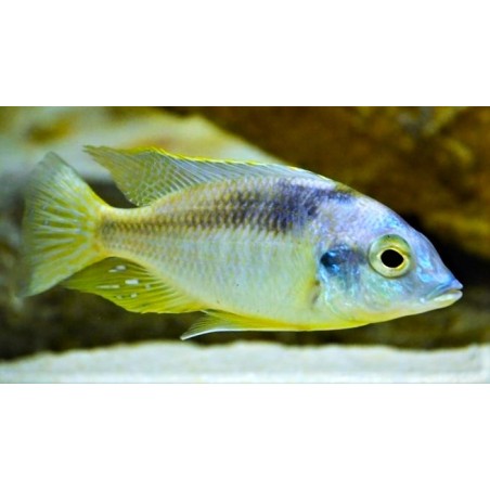 Mylochromis incola Mbenji Elevage