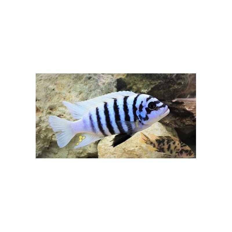 Metriaclima fainzilberi Katale F1 5-7cm