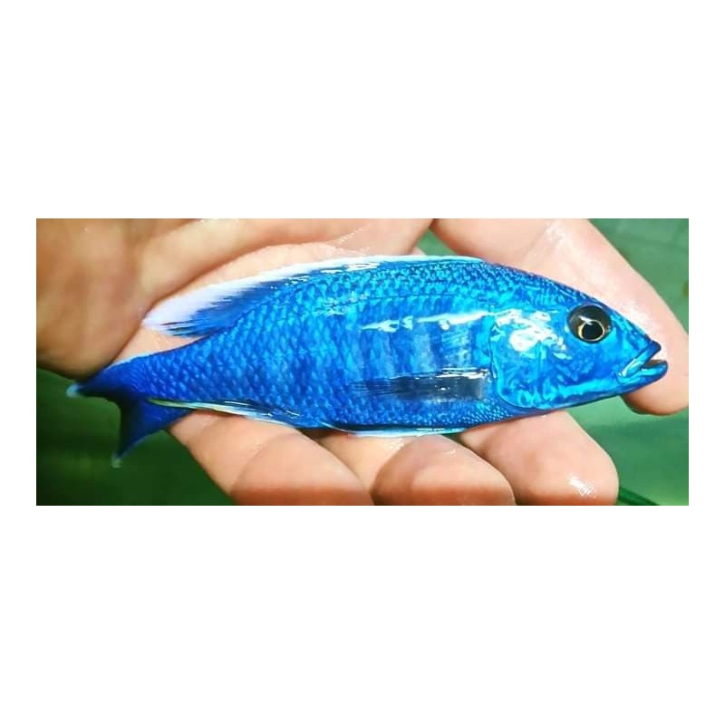 Sciaenochromis fryeri 4-6cm Malawi