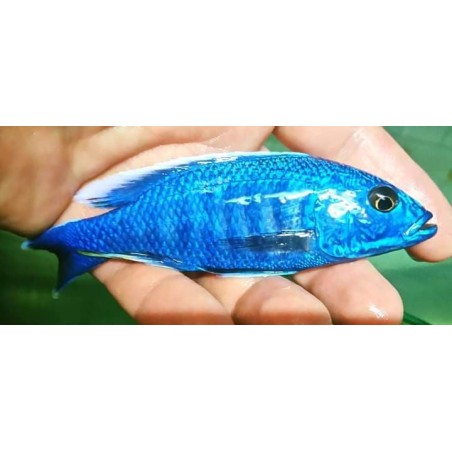 Sciaenochromis fryeri 4-6cm Malawi