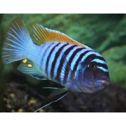 Metriaclima pyrsonotos Nakantenga – mâle bleu cichlidé Mbuna Malawi F1 6-9 cm