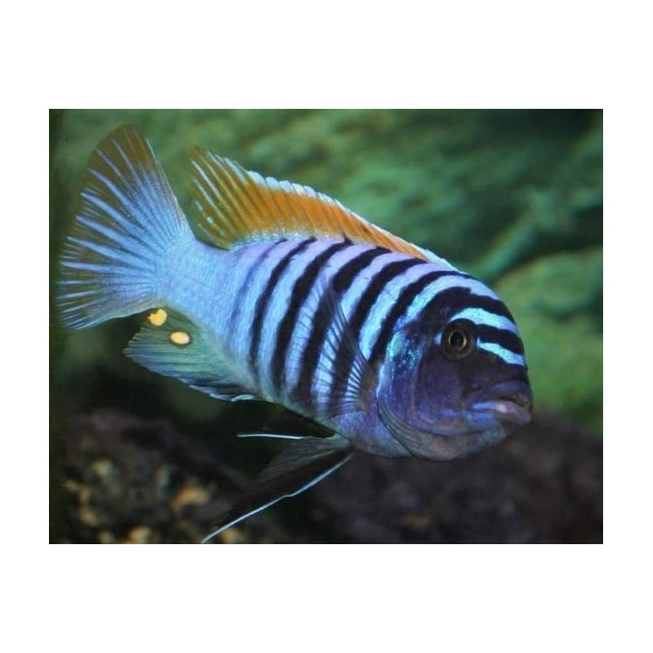 Metriaclima pyrsonotos Nakantenga F1 6-9cm mâle Bleu, avec femelles O