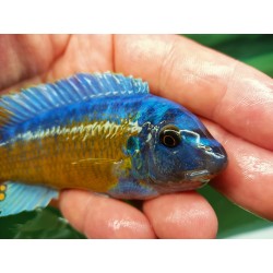 Labeotropheus fuelleborni Katale 6-9cm