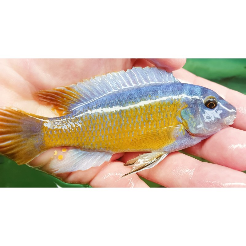 Labeotropheus fuelleborni Katale F1 (avec fem classiques) 10-12cm