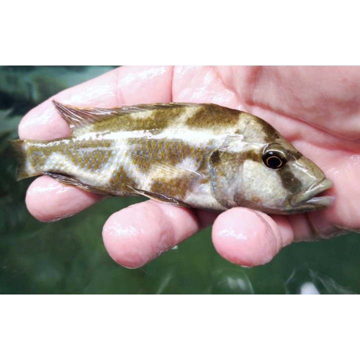 Nimbochromis livingstoni 8-10cm