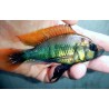 Haplochromis sp.rainbow Nawampassa