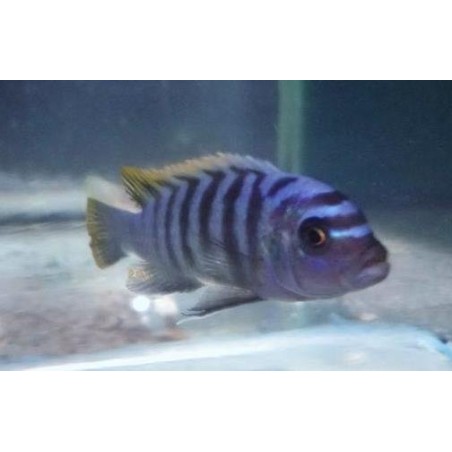 Cynotilapia zebroides Mbenji élevage F1 Géniteurs XL