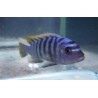 Cynotilapia zebroides Mbenji élevage F1 Géniteurs XL