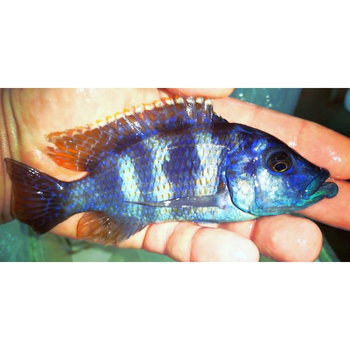 Placidochromis milomo Mbenji 9-12cm