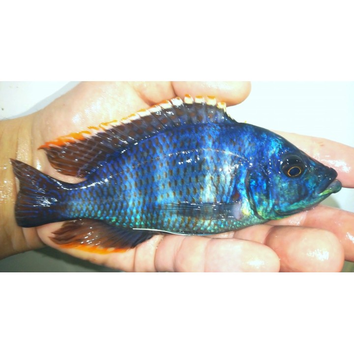 Placidochromis milomo Mbenji – cichlidé Malawi bleu à bandes verticales