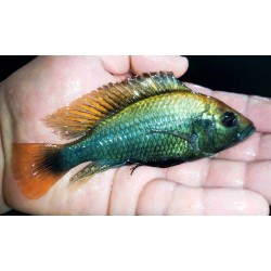 Haplochromis sp.ruby green