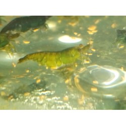 caridina davidi heteropoda green jade crevette verte Nano aquarium