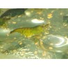 caridina davidi heteropoda green jade crevette verte Nano aquarium