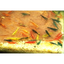 Crevettes Neocaridina davidi Mix – crevettes de couleurs variées