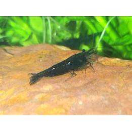 Crevette davidi noire - black