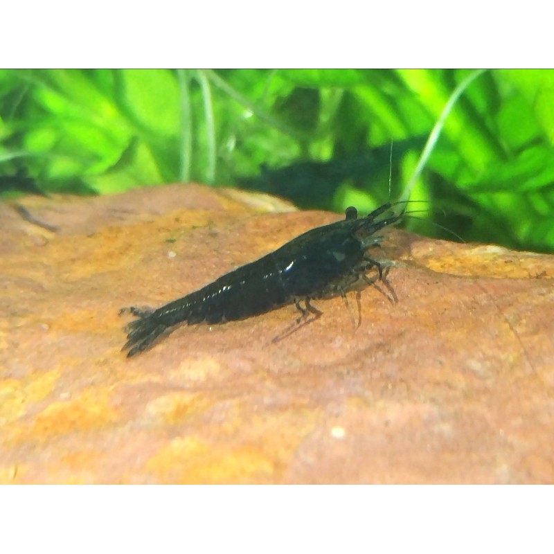 caridina davidi heteropoda black, crevette noire Nano aquarium