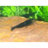 caridina davidi heteropoda black, crevette noire Nano aquarium