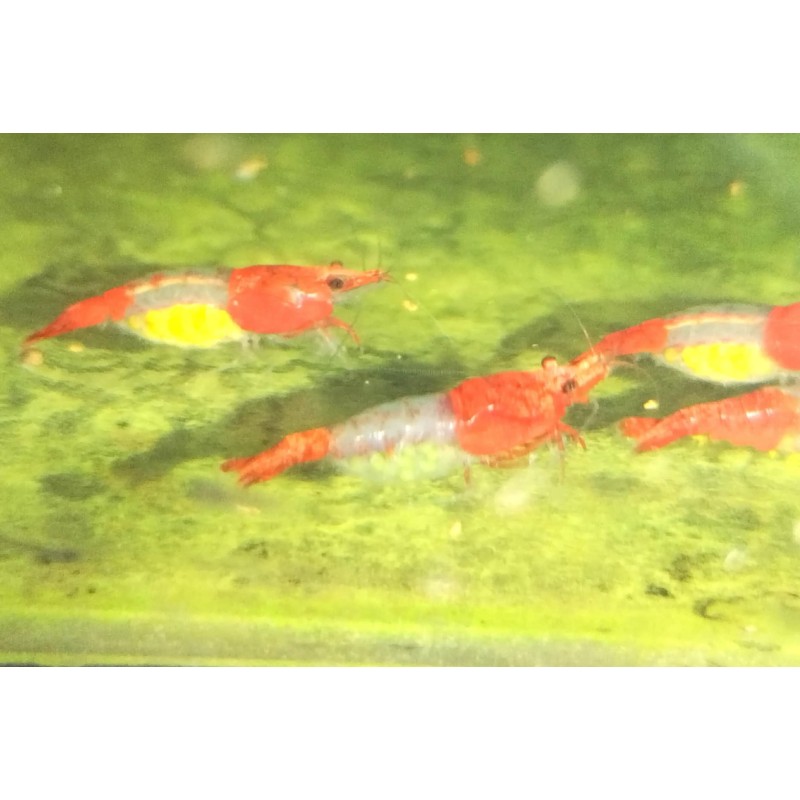 caridina davidi heteropoda Sakura Rili, crevette Nano aquarium