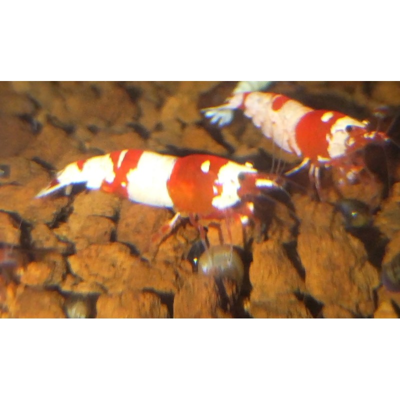 Caridina crystal red cantonensis, crevette Nano aquarium