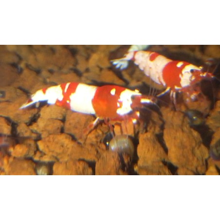 Caridina crystal red cantonensis, crevette Nano aquarium
