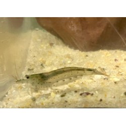 Caridina multidentata (amano),crevette aquarium