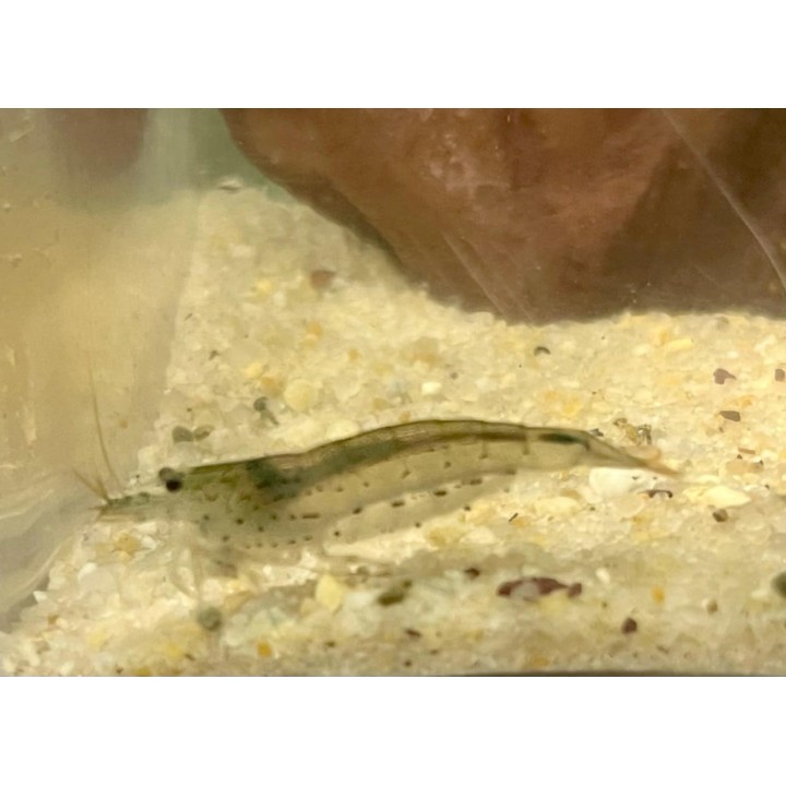 Crevette mangeuse d'algues Amano – Caridina multidentata