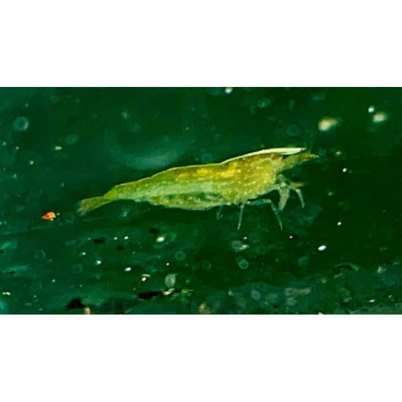 Neocaridina babaulti crevette verte Nano aquarium