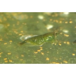 copy of copy of copy of copy of Crevette davidi Yellow fire Grade A 1.5-2cm lots